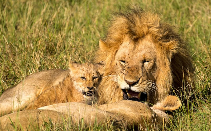 lions pride in masai mara